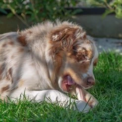 Ferplast GOODBITE NATURAL BEEF BONE