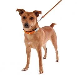 Ferplast NIGHT OVER-COLLAR