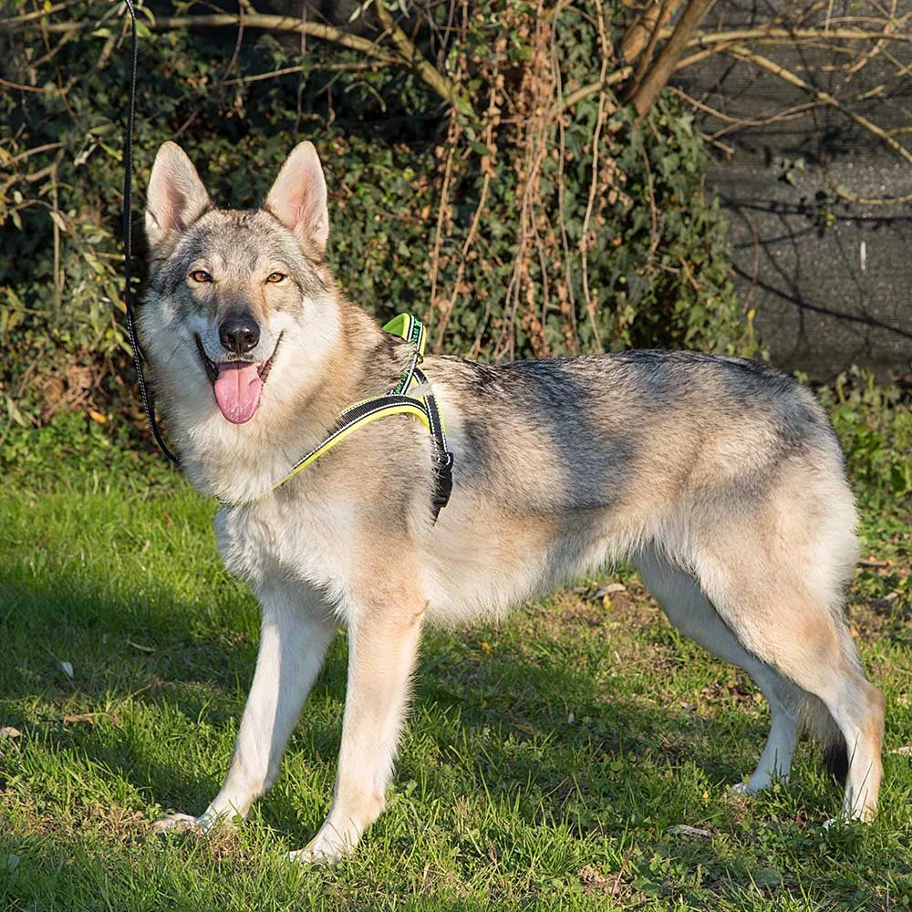 Ferplast Alle Anzeigen SPORT DOG P 43 Ferplast Alle Anzeigen SPORT DOG P