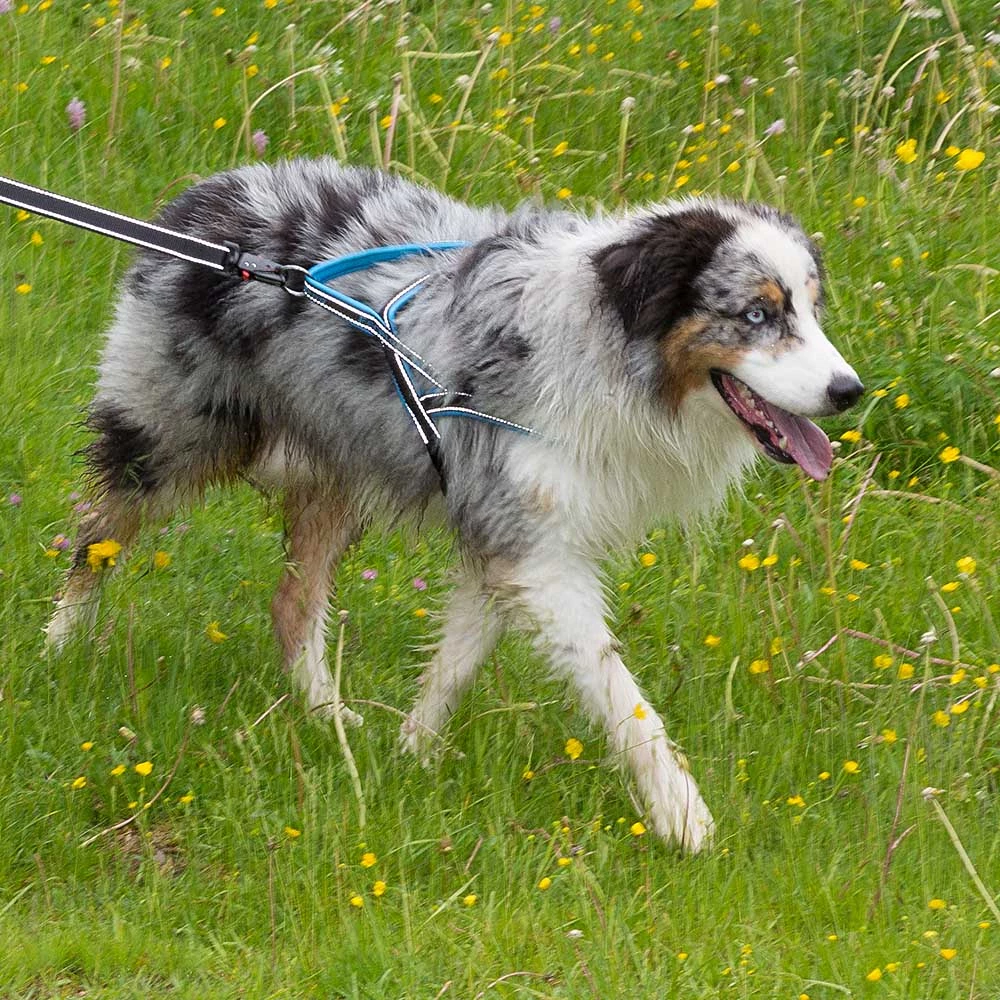 Ferplast Alle Anzeigen SPORT DOG P 40 Ferplast Alle Anzeigen SPORT DOG P