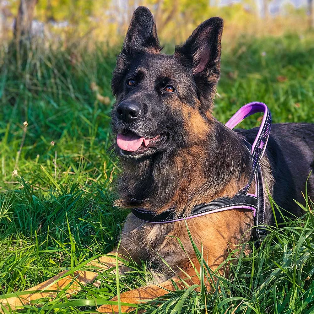 Ferplast Alle Anzeigen SPORT DOG P 38 Ferplast Alle Anzeigen SPORT DOG P