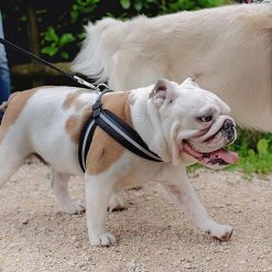 Ferplast AGILA REFLEX 1-4