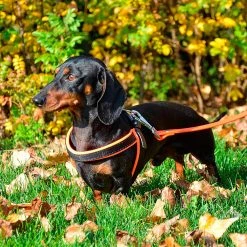 Ferplast AGILA FLUO 3-9