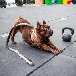 Ferplast CRICKET G Alle Anzeigen