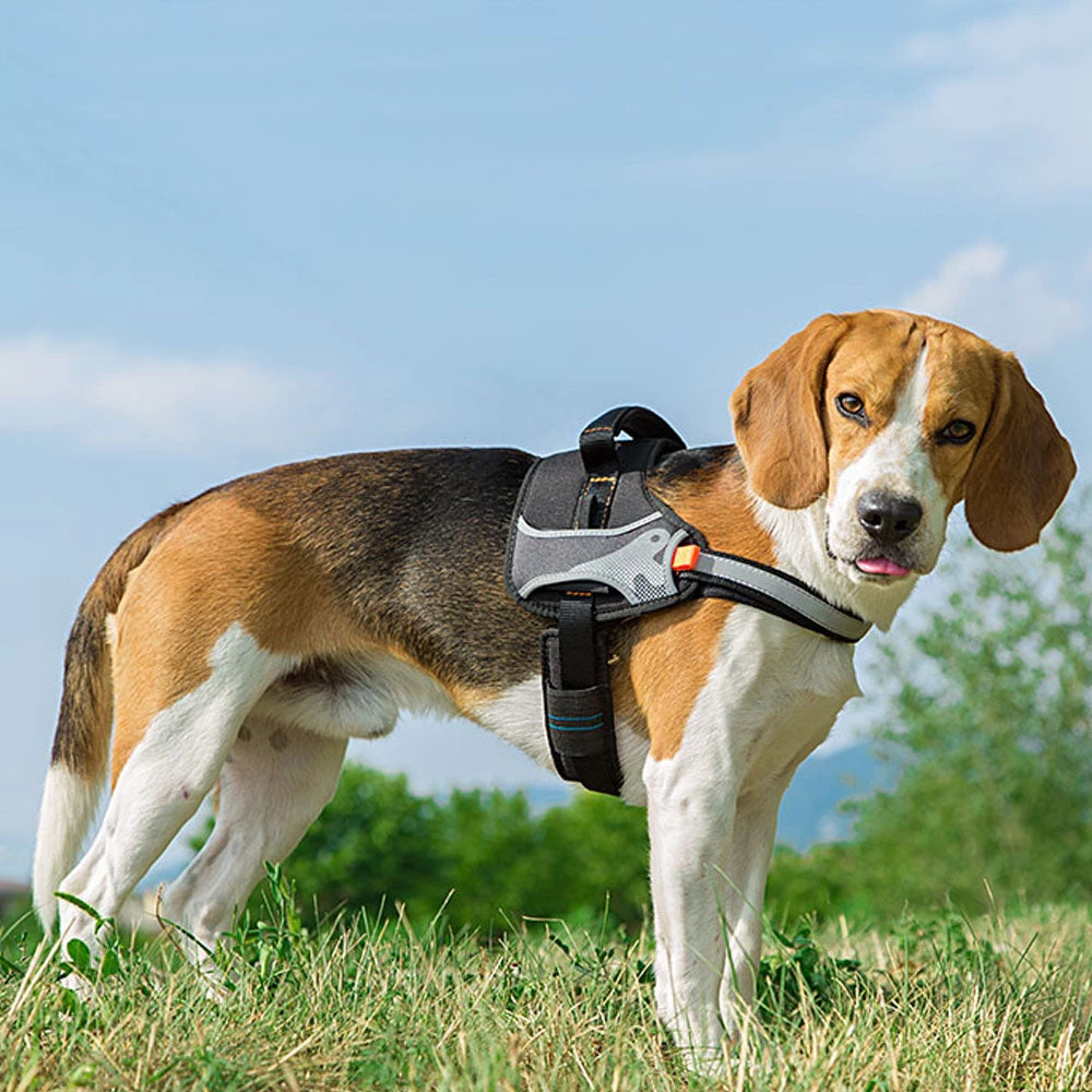 Ferplast HERCULES P S Alle Anzeigen 14 Ferplast HERCULES P S Alle Anzeigen