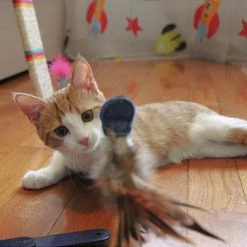 Ferplast RAPTOR Alle Anzeigen