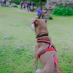 Ferplast DAYTONA P CROSS Alle Anzeigen