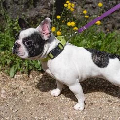 Ferplast CLUB REFLEX C Alle Anzeigen