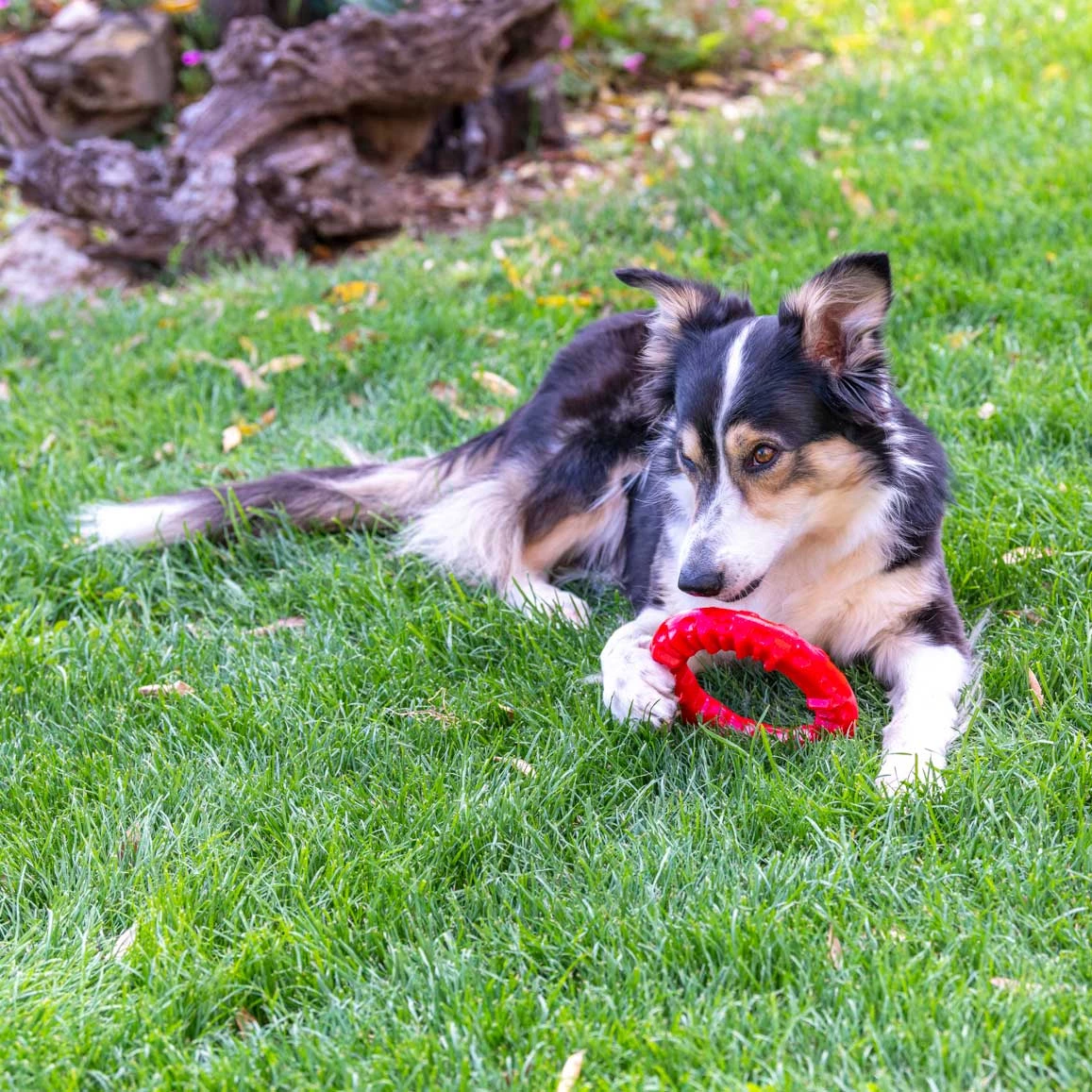 Ferplast SMILE Alle Anzeigen 21 Ferplast SMILE Alle Anzeigen